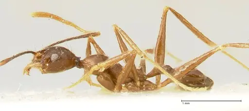 Pheidole aglae specimen FOCOL1357 image focol1357_3