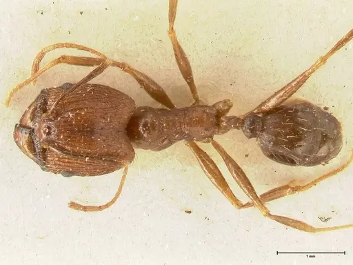 Pheidole aglae specimen FOCOL1358 image focol1358_1