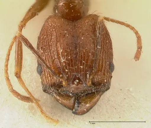 Pheidole aglae specimen FOCOL1358 image focol1358_2