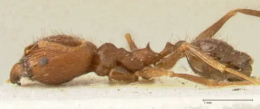 Pheidole aglae specimen FOCOL1358 image focol1358_3