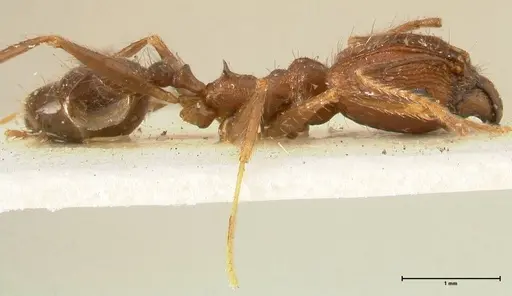 Pheidole aglae specimen FOCOL1358 image focol1358_4