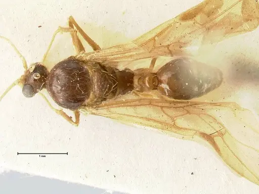 Pheidole aglae specimen FOCOL1359 image focol1359_1