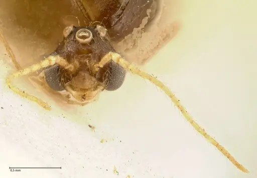 Pheidole aglae specimen FOCOL1359 image focol1359_2