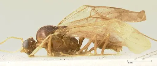 Pheidole aglae specimen FOCOL1359 image focol1359_3