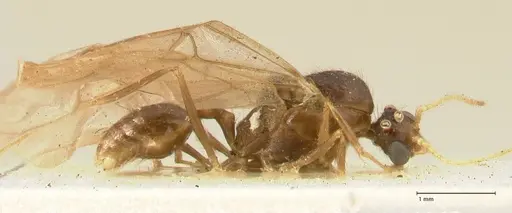 Pheidole aglae specimen FOCOL1359 image focol1359_4