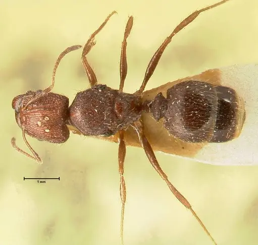 Pheidole aglae specimen FOCOL1401 image focol1401_1