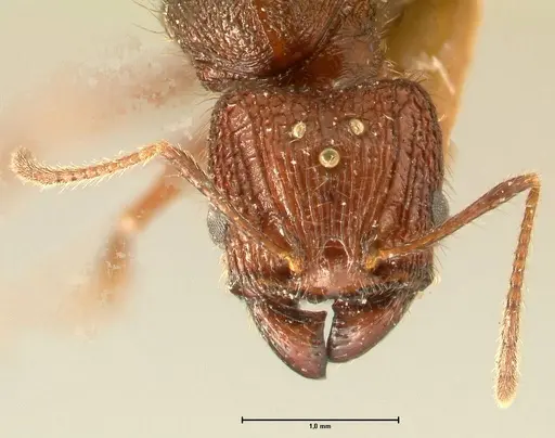 Pheidole aglae specimen FOCOL1401 image focol1401_2