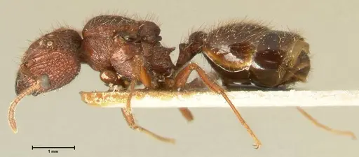 Pheidole aglae specimen FOCOL1401 image focol1401_3