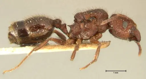 Pheidole aglae specimen FOCOL1401 image focol1401_4