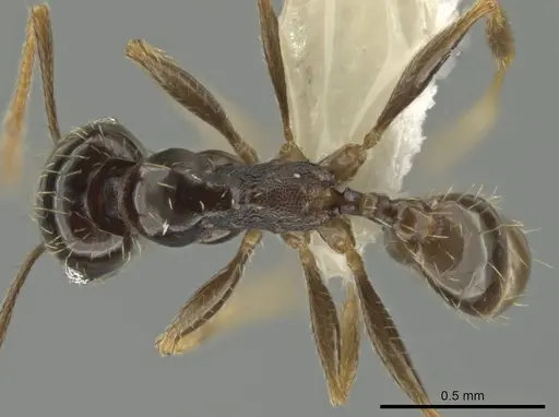 Pheidole agricola specimen CASENT0641073 image casent0641073_1