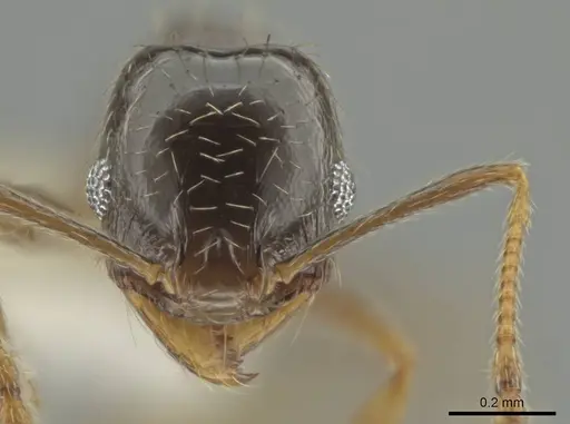 Pheidole agricola specimen CASENT0641073 image casent0641073_2