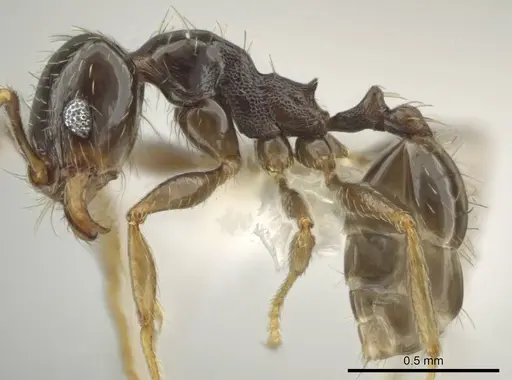 Pheidole agricola specimen CASENT0641073 image casent0641073_3