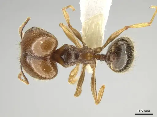 Pheidole agricola specimen CASENT0641074 image casent0641074_1