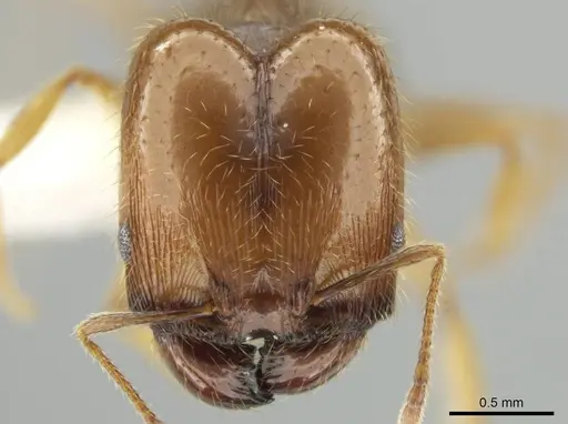 Pheidole agricola specimen CASENT0641074 image casent0641074_2