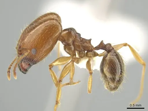 Pheidole agricola specimen CASENT0641074 image casent0641074_3