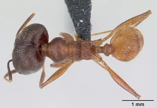 Pheidole ajax specimen CASENT0178234 image casent0178234_1