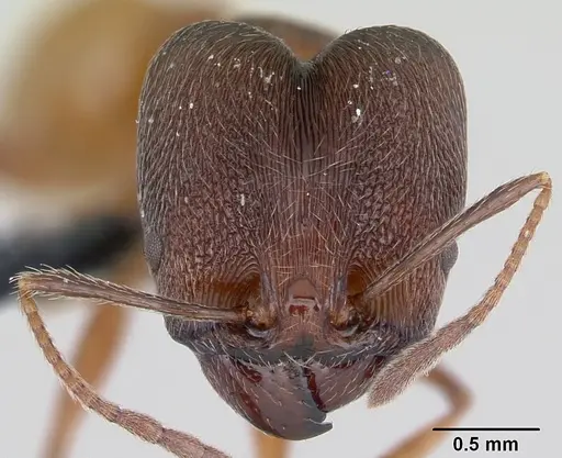 Pheidole ajax specimen CASENT0178234 image casent0178234_2
