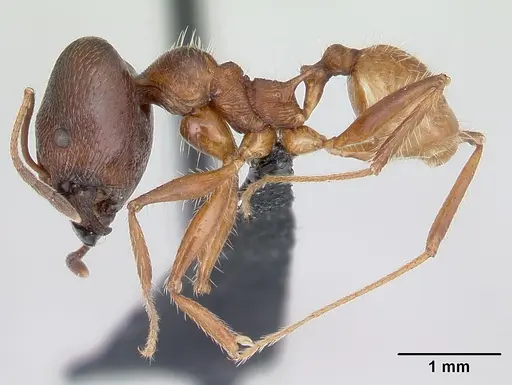 Pheidole ajax specimen CASENT0178234 image casent0178234_3
