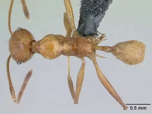 Pheidole ajax specimen CASENT0178235 image casent0178235_1