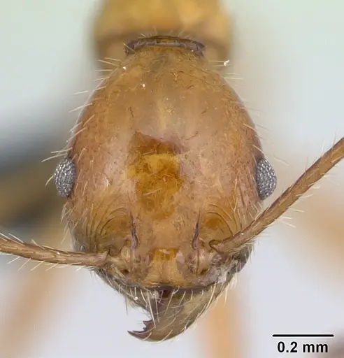 Pheidole ajax specimen CASENT0178235 image casent0178235_2