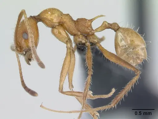 Pheidole ajax specimen CASENT0178235 image casent0178235_3