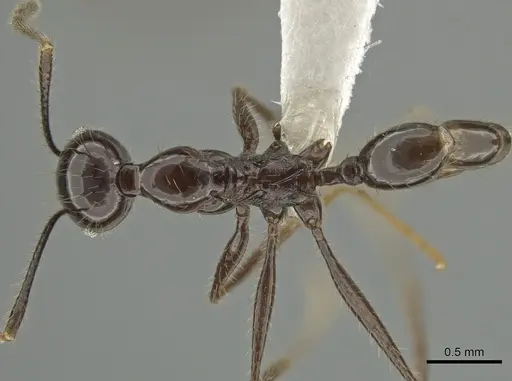 Pheidole ajax specimen CASENT0619651 image casent0619651_1