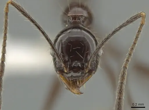 Pheidole ajax specimen CASENT0619651 image casent0619651_2