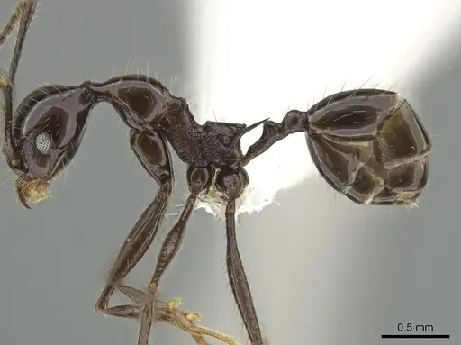 Pheidole ajax specimen CASENT0619651 image casent0619651_3