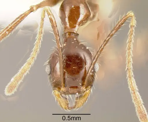 Pheidole ajax specimen CASENT0635431 image casent0635431_1