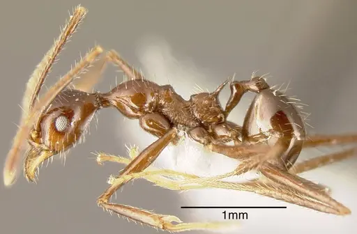 Pheidole ajax specimen CASENT0635431 image casent0635431_2