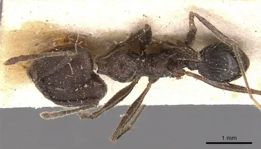 Pheidole ajax specimen CASENT0904344 image casent0904344_1