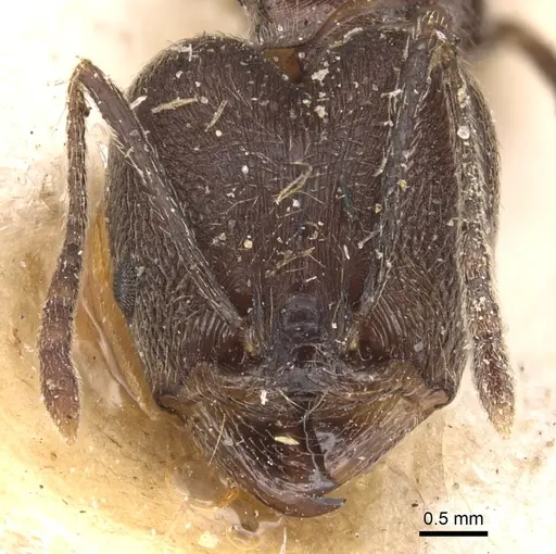 Pheidole ajax specimen CASENT0904344 image casent0904344_2