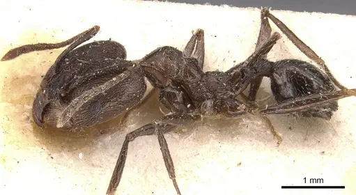 Pheidole ajax specimen CASENT0904344 image casent0904344_3