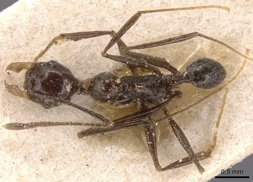 Pheidole ajax specimen CASENT0904345 image casent0904345_1