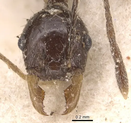 Pheidole ajax specimen CASENT0904345 image casent0904345_2