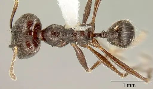 Pheidole ajax specimen INBIOCRI001280413 image inbiocri001280413_1