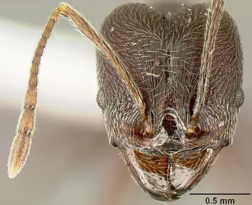 Pheidole ajax specimen INBIOCRI001280413 image inbiocri001280413_2