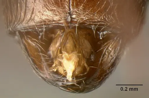 Pheidole ajax specimen INBIOCRI001280413 image inbiocri001280413_3