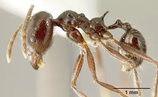 Pheidole ajax specimen INBIOCRI001280413 image inbiocri001280413_4