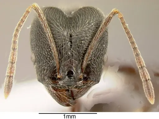 Pheidole ajax specimen INBIOCRI001280417 image inbiocri001280417_1