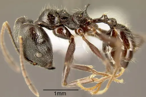 Pheidole ajax specimen INBIOCRI001280417 image inbiocri001280417_2