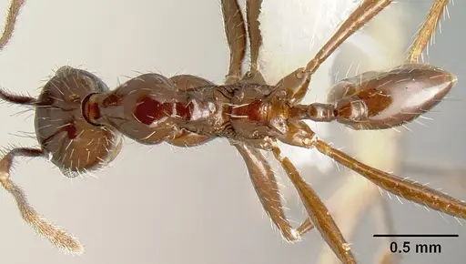 Pheidole ajax specimen INBIOCRI001280418 image inbiocri001280418_1