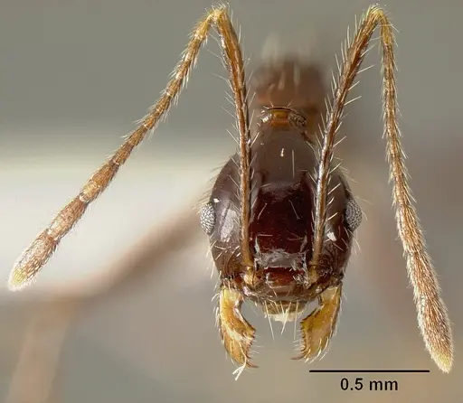 Pheidole ajax specimen INBIOCRI001280418 image inbiocri001280418_2