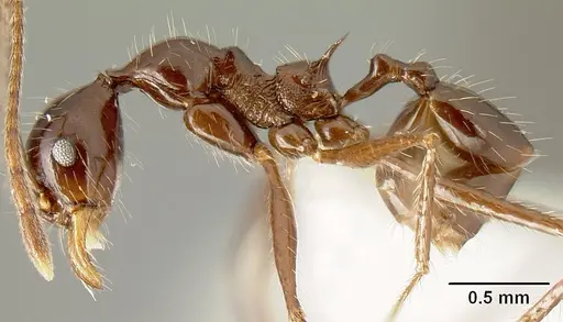 Pheidole ajax specimen INBIOCRI001280418 image inbiocri001280418_3