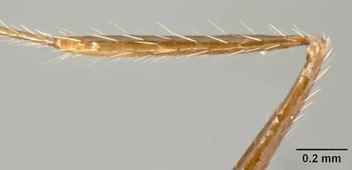Pheidole ajax specimen INBIOCRI001280418 image inbiocri001280418_4