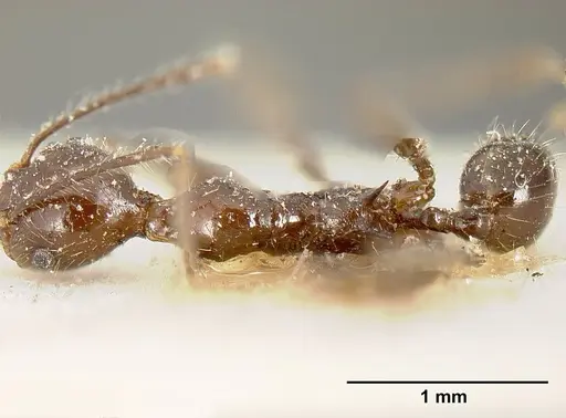 Pheidole ajax specimen JTLC000014065 image jtlc000014065_1