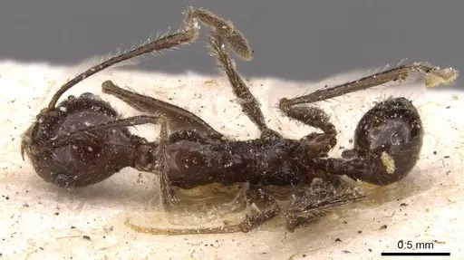 Pheidole ajax specimen JTLC000014065 image jtlc000014065_2
