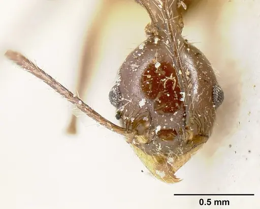 Pheidole ajax specimen JTLC000014065 image jtlc000014065_3