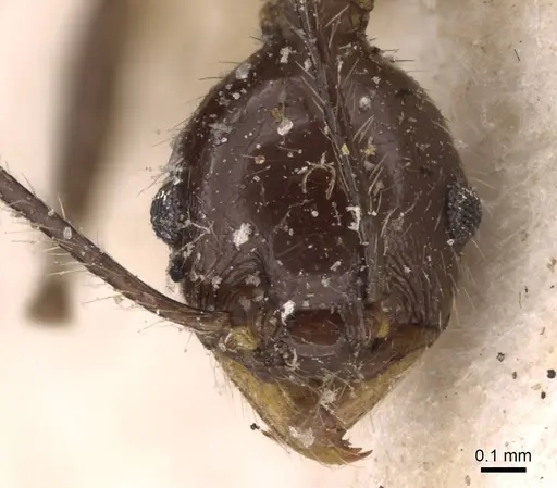 Pheidole ajax specimen JTLC000014065 image jtlc000014065_4