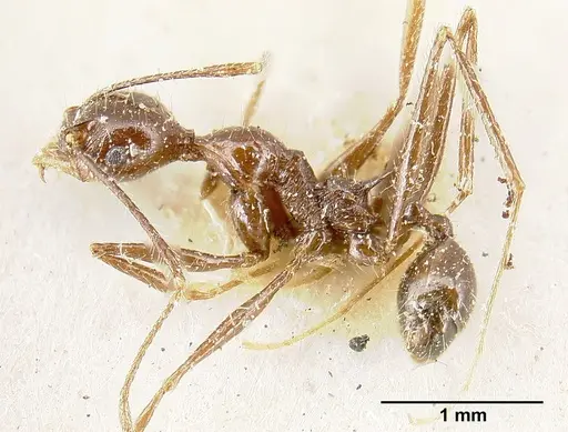 Pheidole ajax specimen JTLC000014065 image jtlc000014065_5